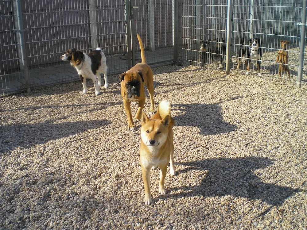 Klein Mezenberg Dierenpension - Biddinghuizen pet otel