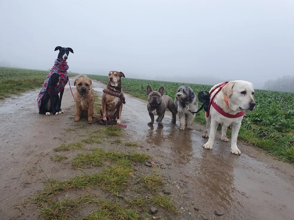 Hundebetreuung Rausch - Biederitz pet otel