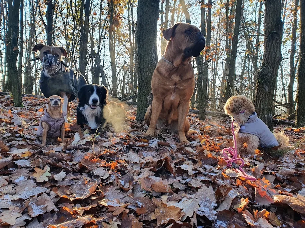 Hundebetreuung Rausch - Biederitz pet otel görseli 3