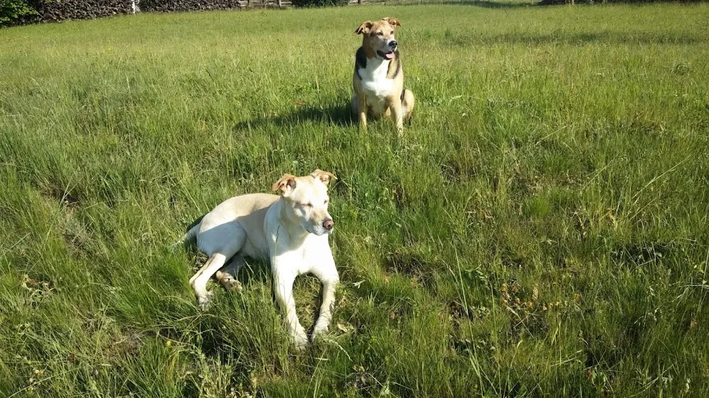 Dogs Casa Vacanze - Biella pet otel