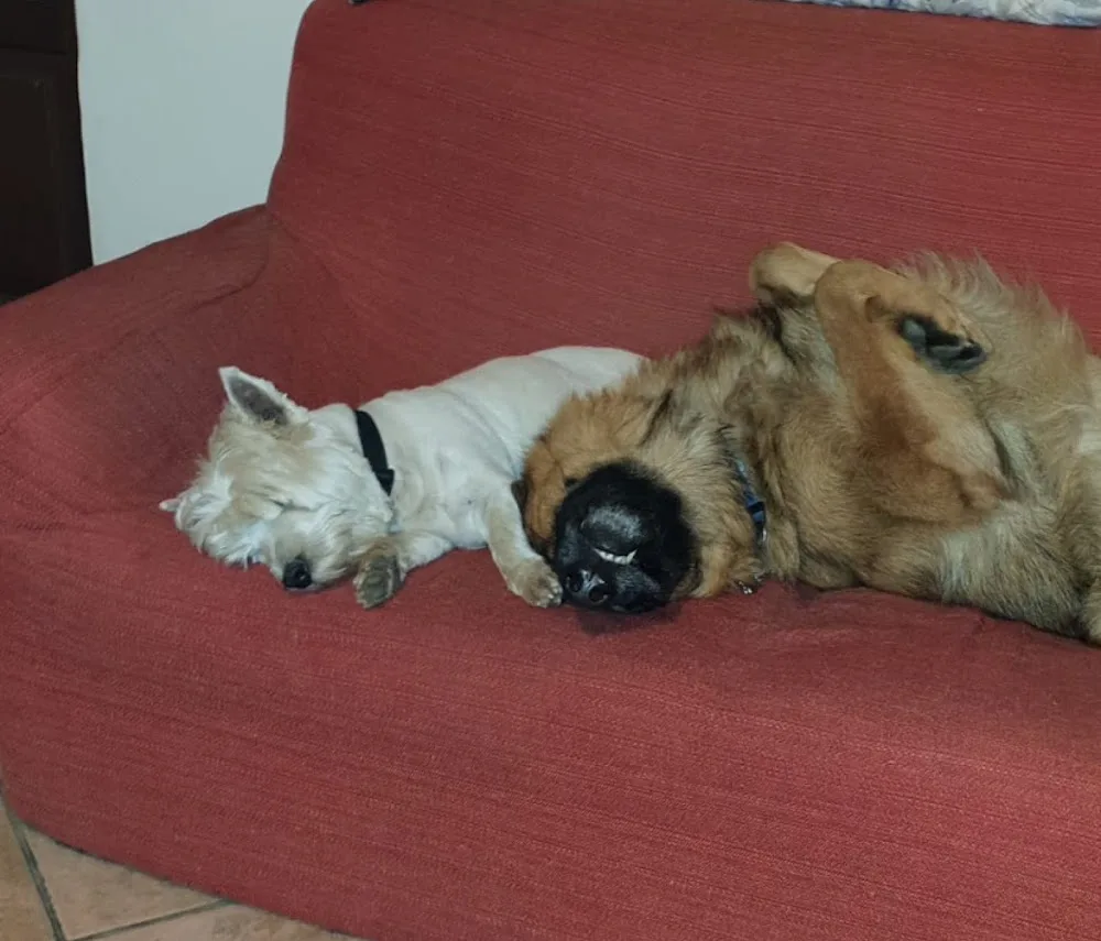 Dogs Casa Vacanze - Biella pet otel görseli 3