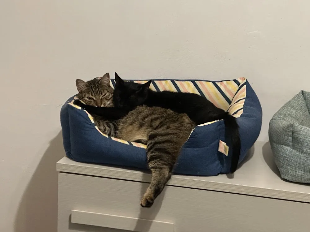 Gattopoli Made in Biella - Biella pet otel görseli 3