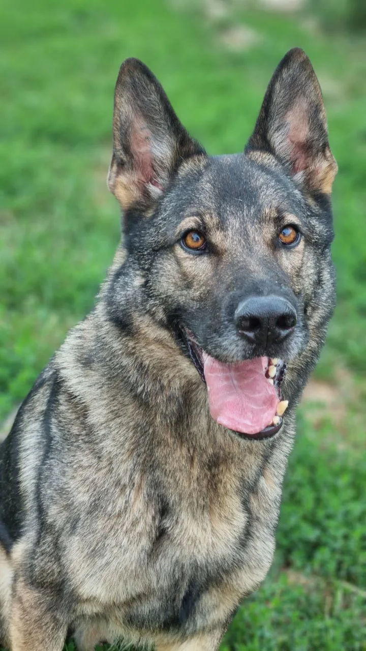 Pappa & Cuccia 2.0 - Pensione per cani - di Giovannini Chiara - Biella pet otel