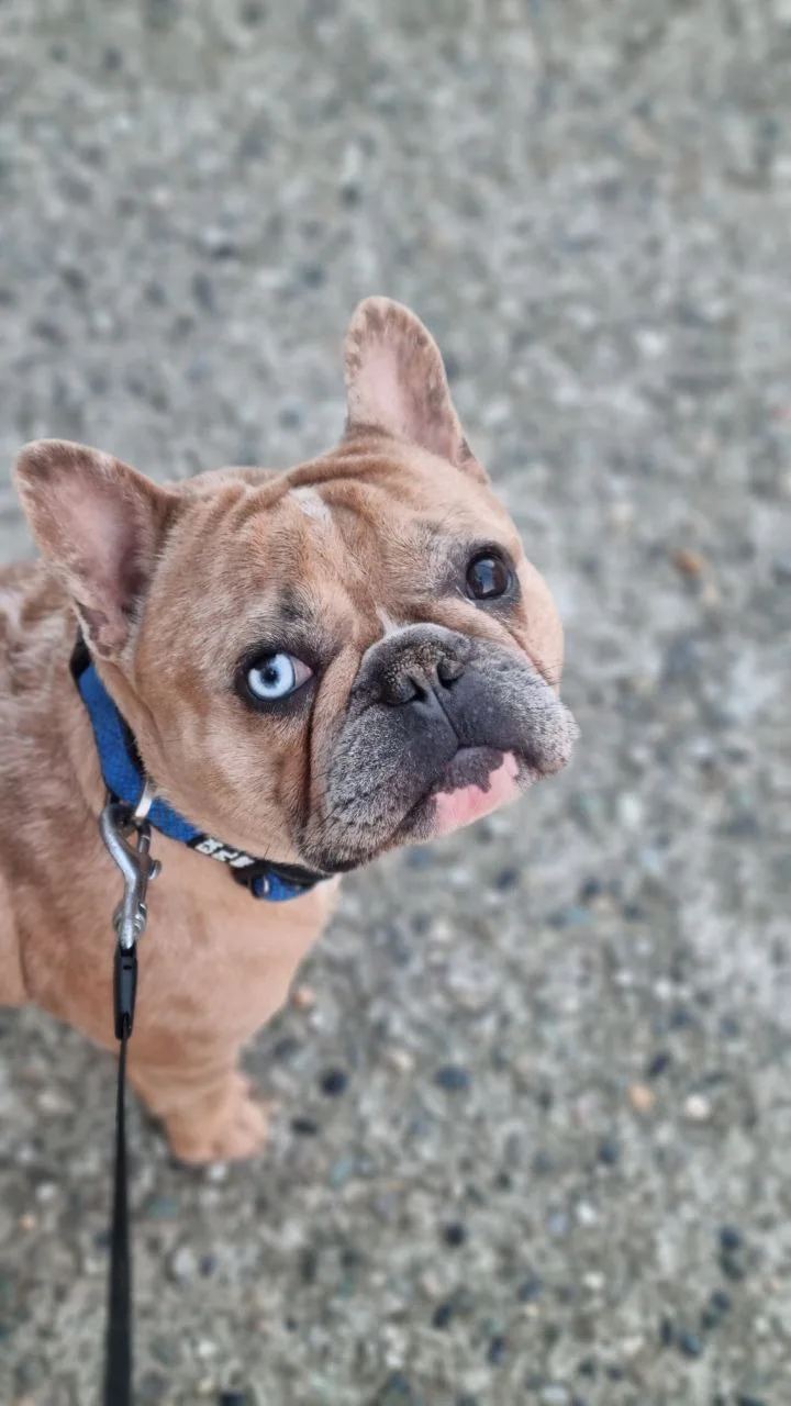 Pappa & Cuccia 2.0 - Pensione per cani - di Giovannini Chiara - Biella pet otel görseli 3