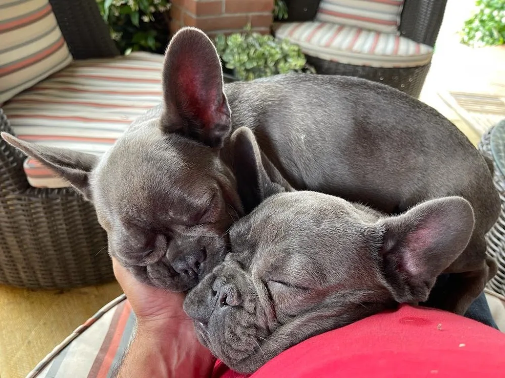 Pensione, Asilo e addestramento per cani Villa Quattro Zampe - Biella pet otel