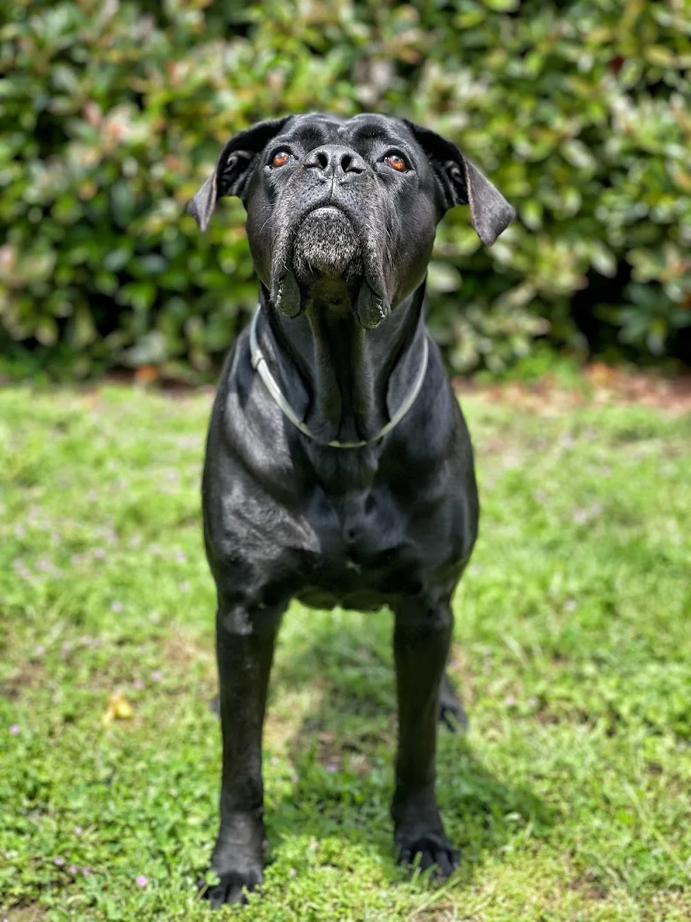 Pensione, Asilo e addestramento per cani Villa Quattro Zampe - Biella pet otel görseli 3