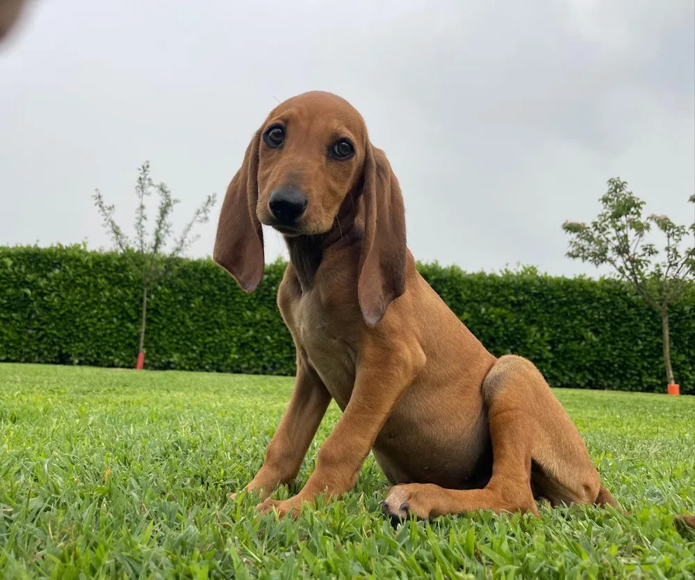 Pensione per cani e gatti Il Ciliegio Di San Giovanni - Biella pet otel görseli 3