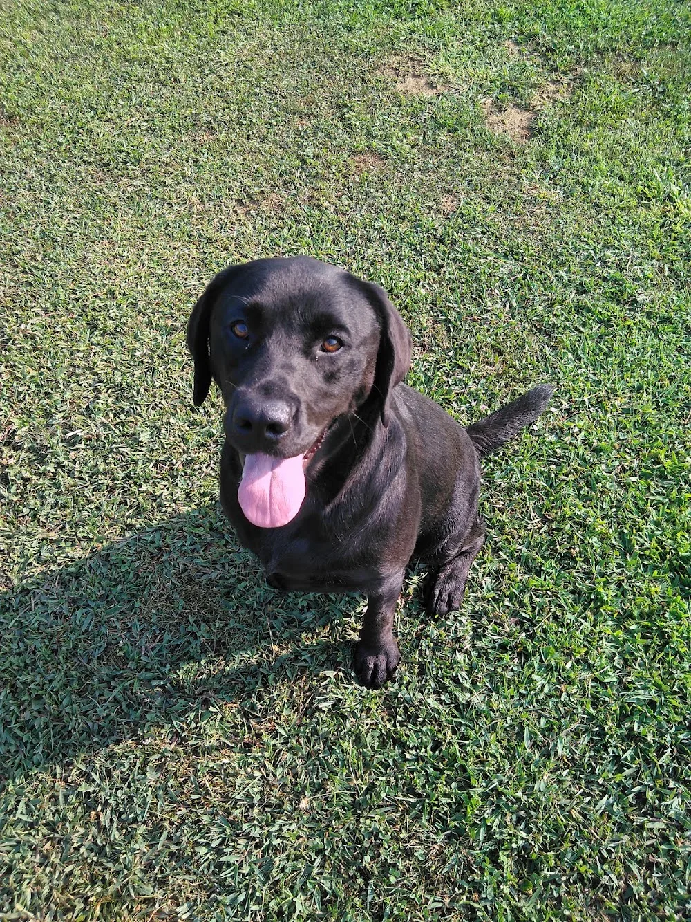 pensione per cani e gatti ZIVA - Biella pet otel