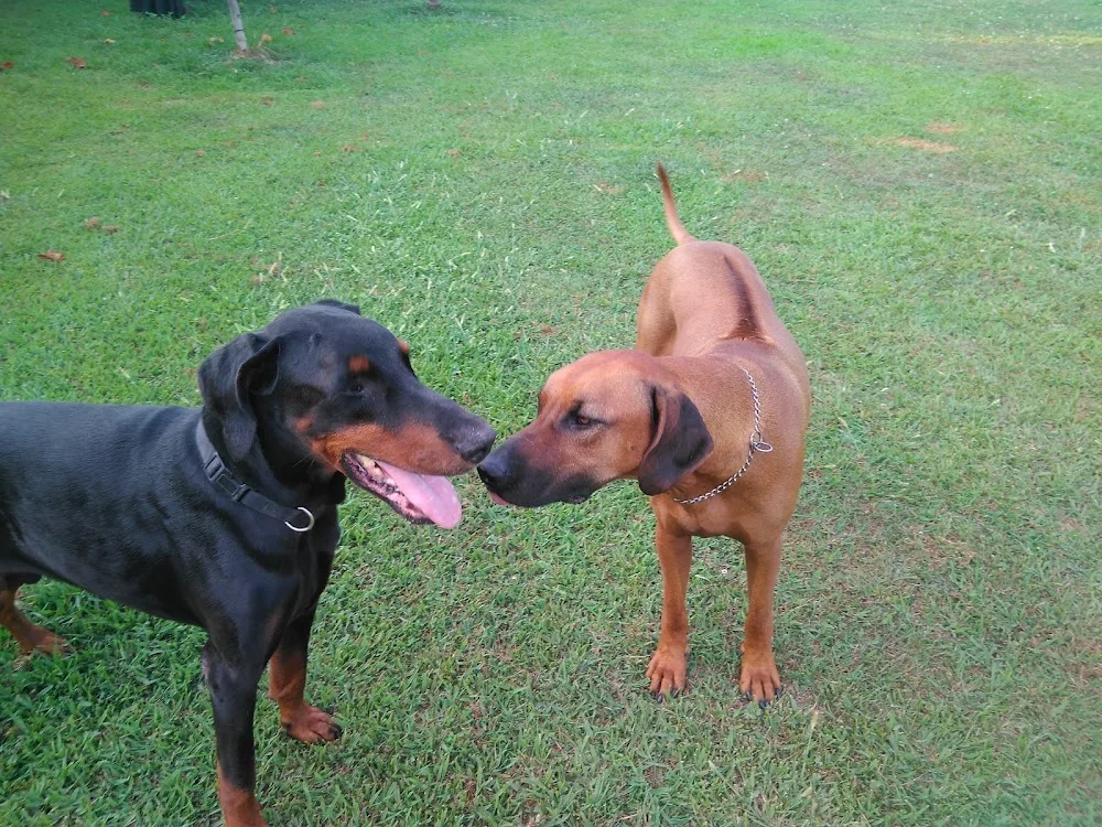 pensione per cani e gatti ZIVA - Biella pet otel görseli 3