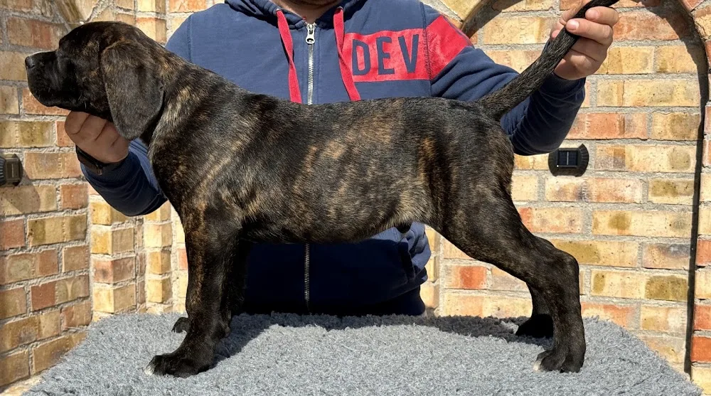 Forti Guardian Cane Corso Kennel - Bihor pet otel