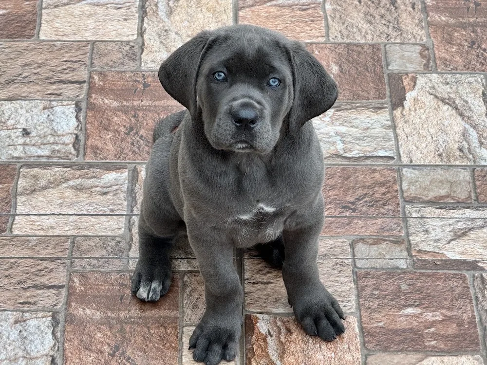 Forti Guardian Cane Corso Kennel - Bihor pet otel görseli 3