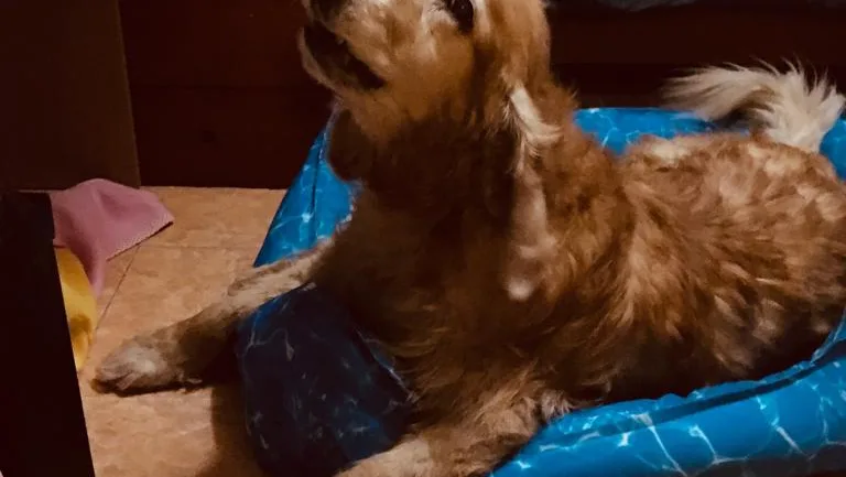 Hotel Happy Dog - Bihor pet otel