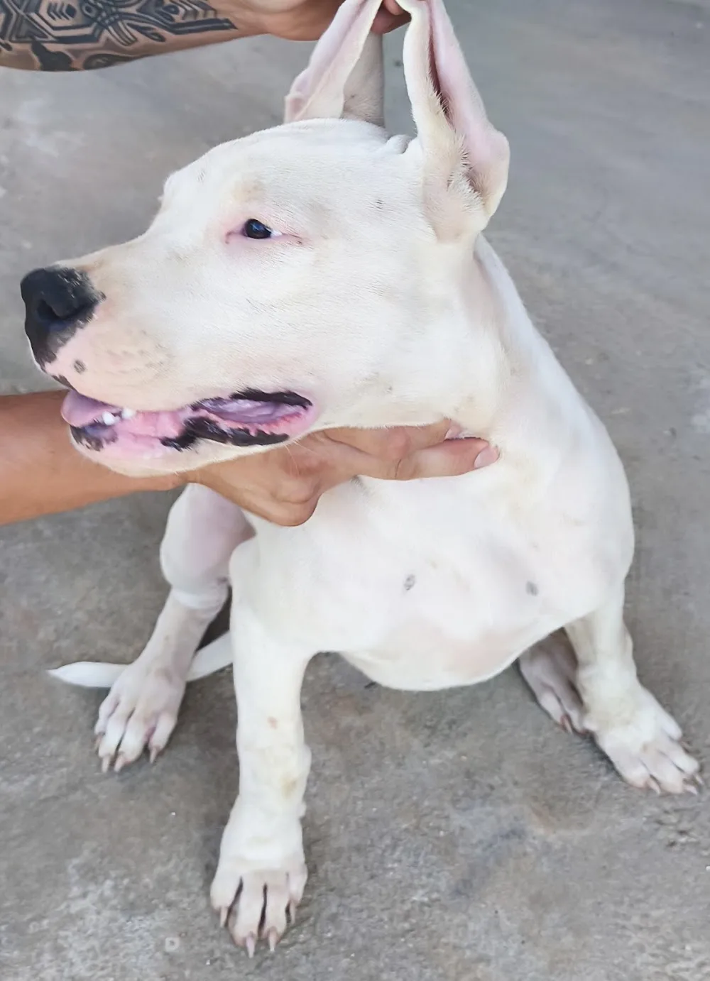 Kryaco Kennel Dogo Argentino - Bihor pet otel görseli 3