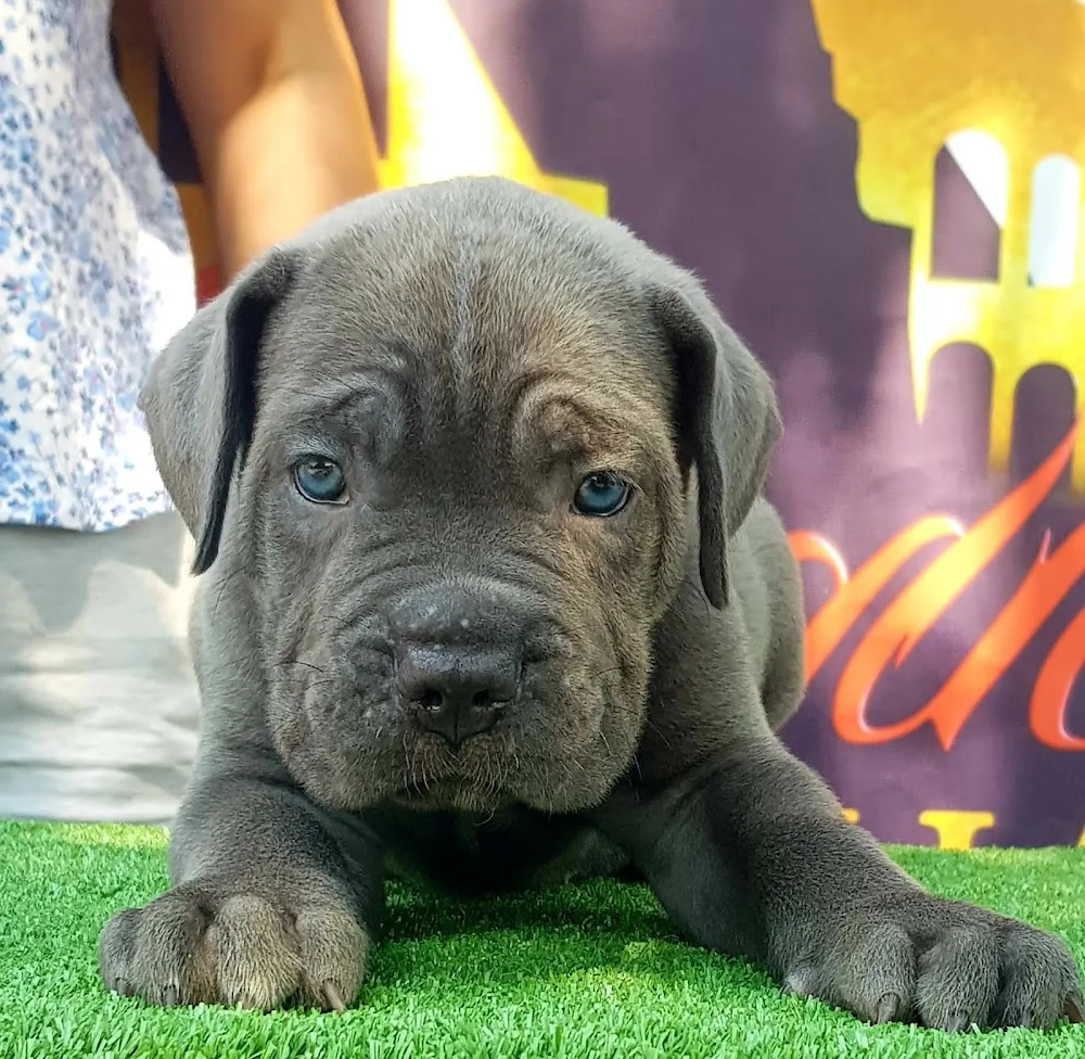 Sangue Antiqua Kennel - Bihor pet otel