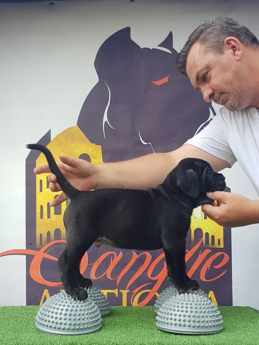 Sangue Antiqua Kennel - Bihor pet otel görseli 3