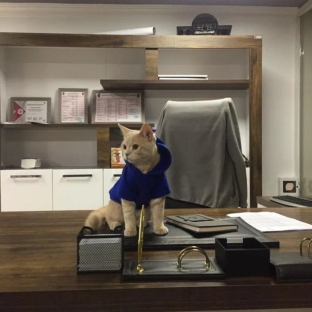 Pet House Veteriner Kliniği - Bilecik pet otel görseli 2