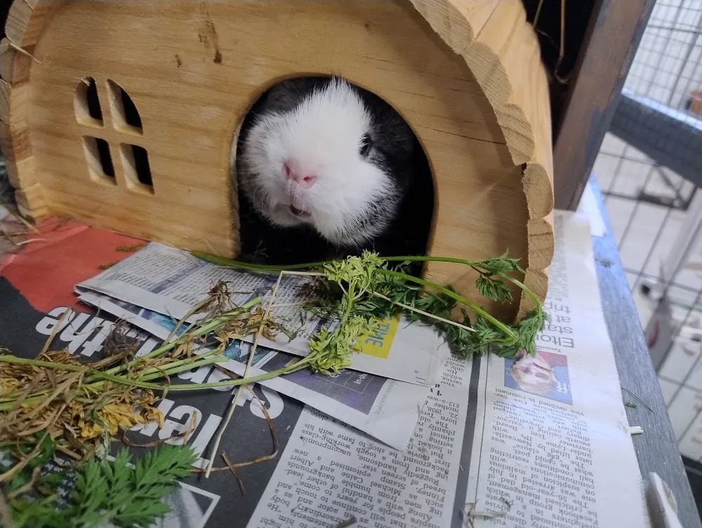 4 Paws home boarding, small animal boarding - Birmingham pet otel görseli 3