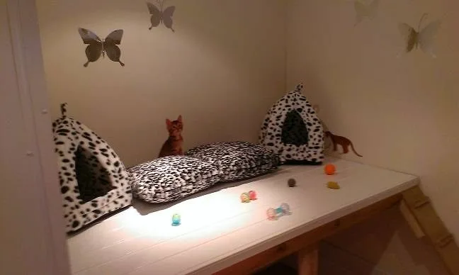 Aristocats Luxury Cattery - Birmingham pet otel görseli 3