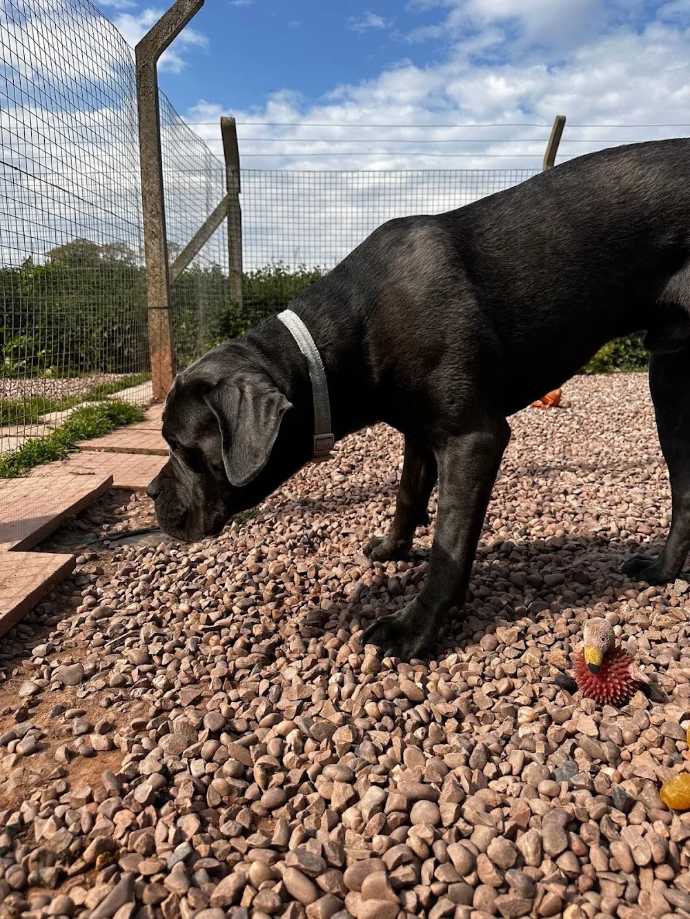 Curdworth Kennels - Birmingham pet otel