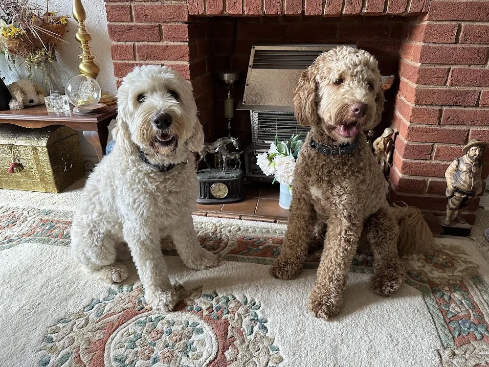 Doodles Happy Tails - (JB Pet Services) - Birmingham pet otel