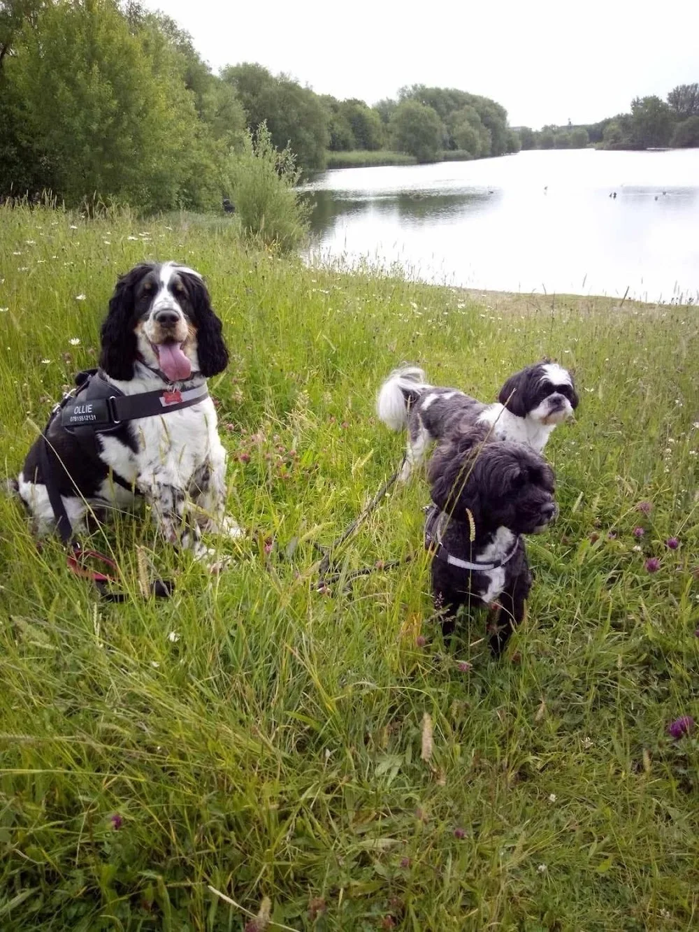 Doodles Happy Tails - (JB Pet Services) - Birmingham pet otel görseli 3