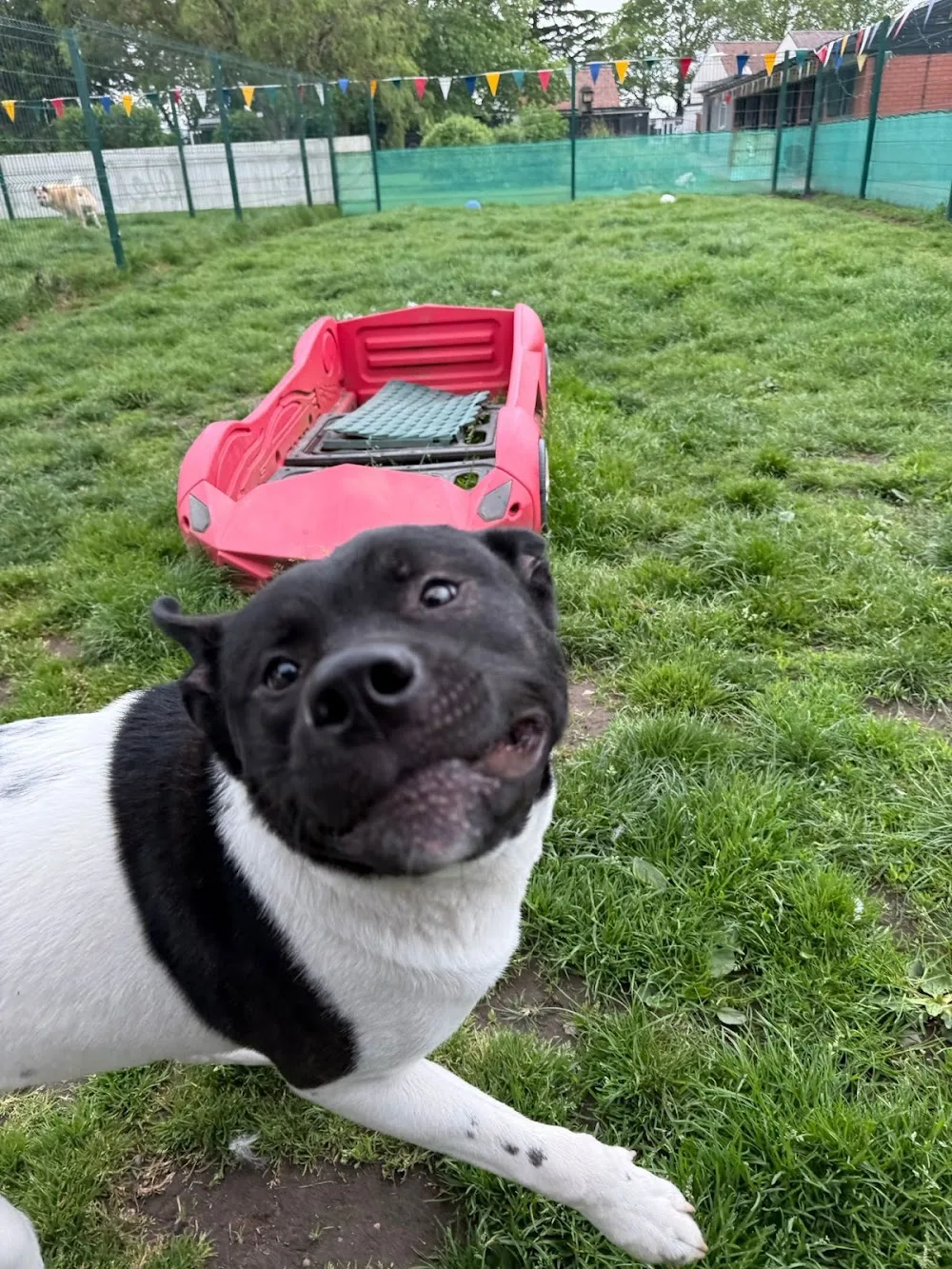 Fetch Retreats - Birmingham pet otel görseli 3