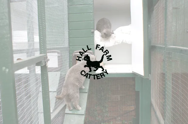 Hall Farm Cattery - Birmingham pet otel