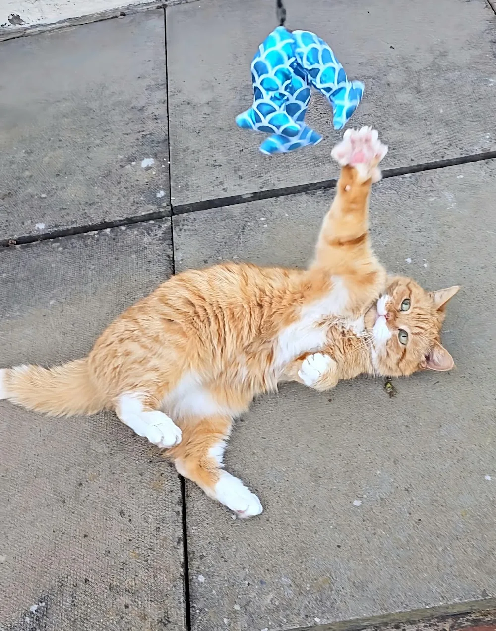 Hall Farm Cattery - Birmingham pet otel görseli 3
