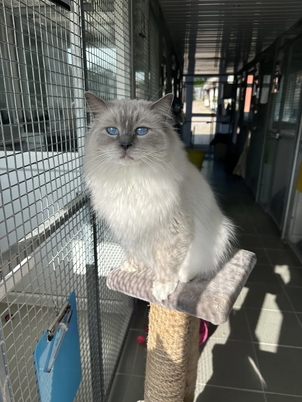 High Heath Farm Cattery - Birmingham pet otel