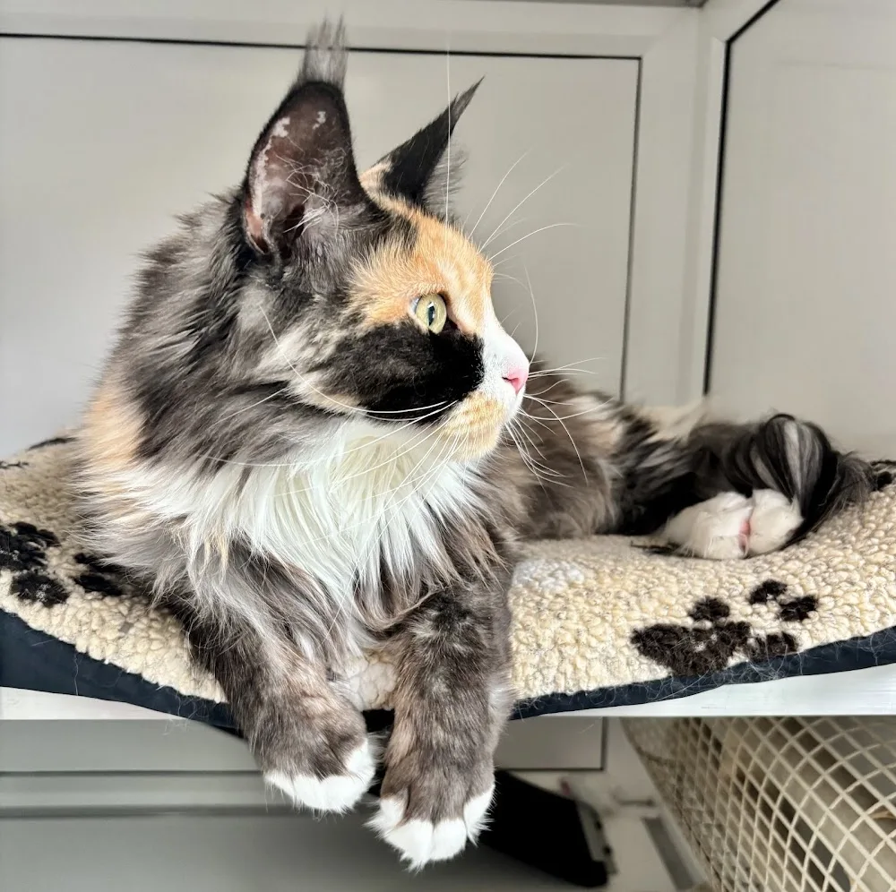 High Heath Farm Cattery - Birmingham pet otel görseli 3