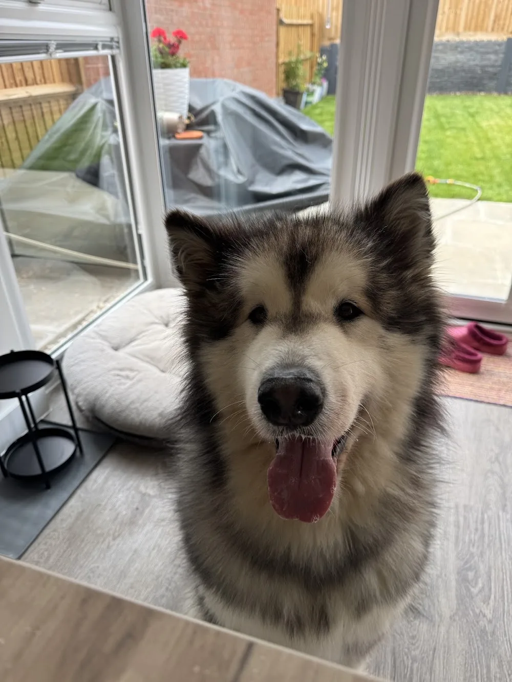 Hollytrees Boarding Kennels & Cattery - Birmingham pet otel