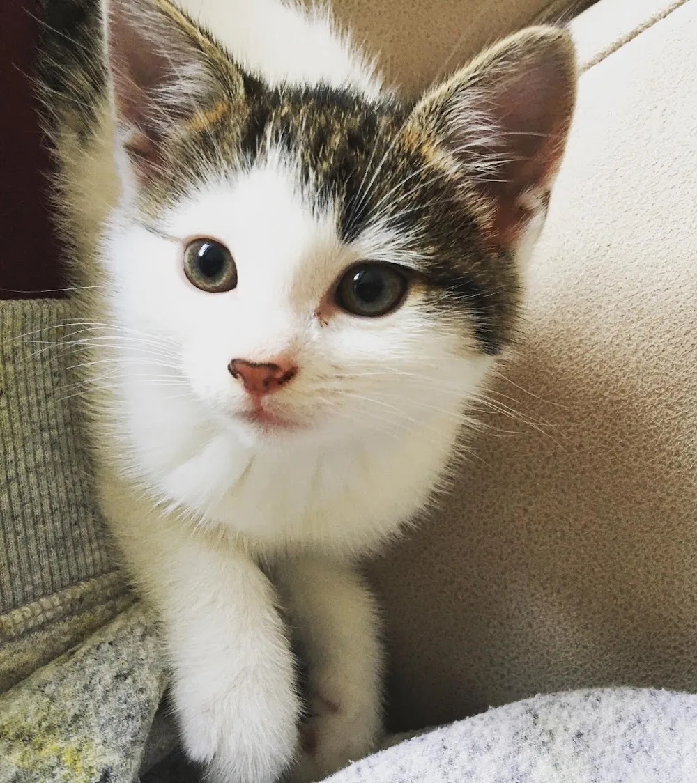 Huscote Cattery - Birmingham pet otel