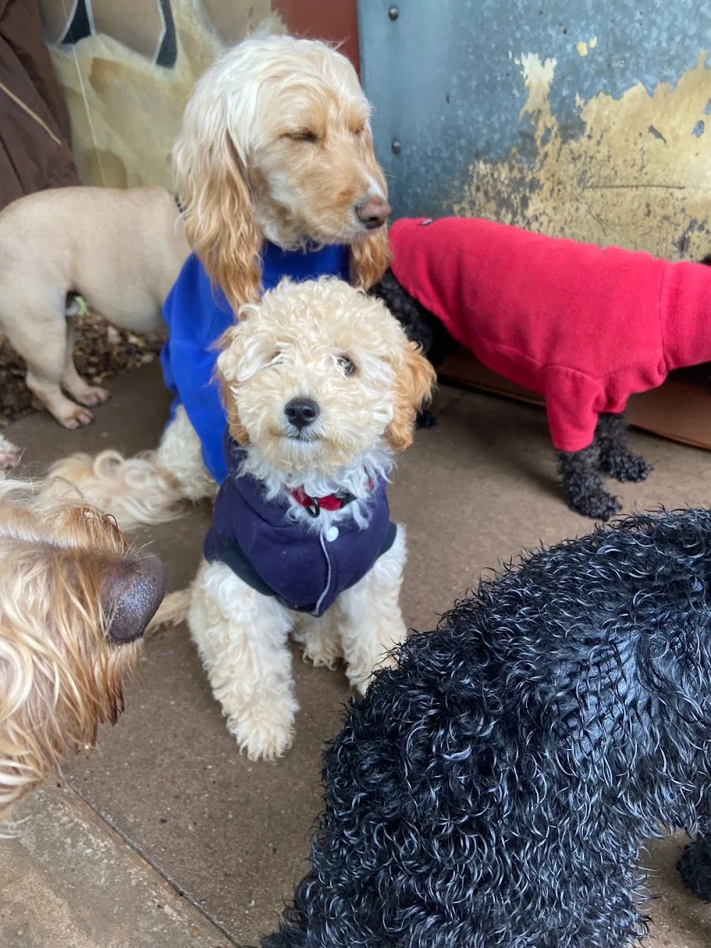 In The Doghouse (Solihull) Ltd - Birmingham pet otel görseli 5