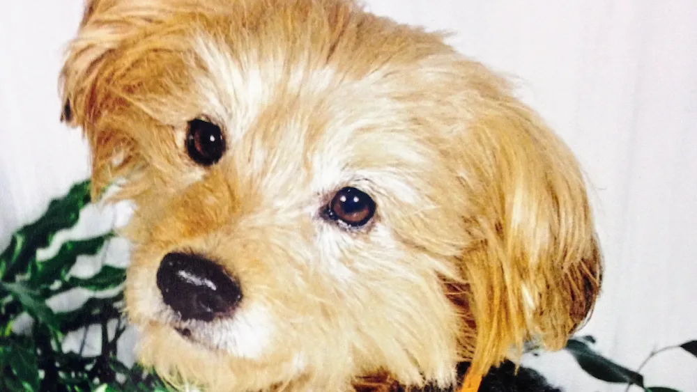 Jake's Doggy Home Boarding & Day Care - Birmingham pet otel