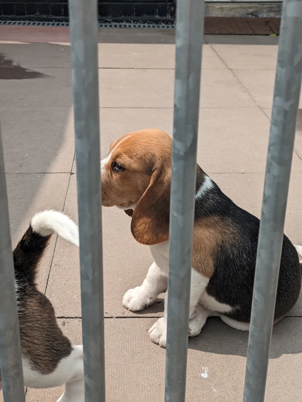 Parkway Kennels & Cattery - Birmingham pet otel görseli 2