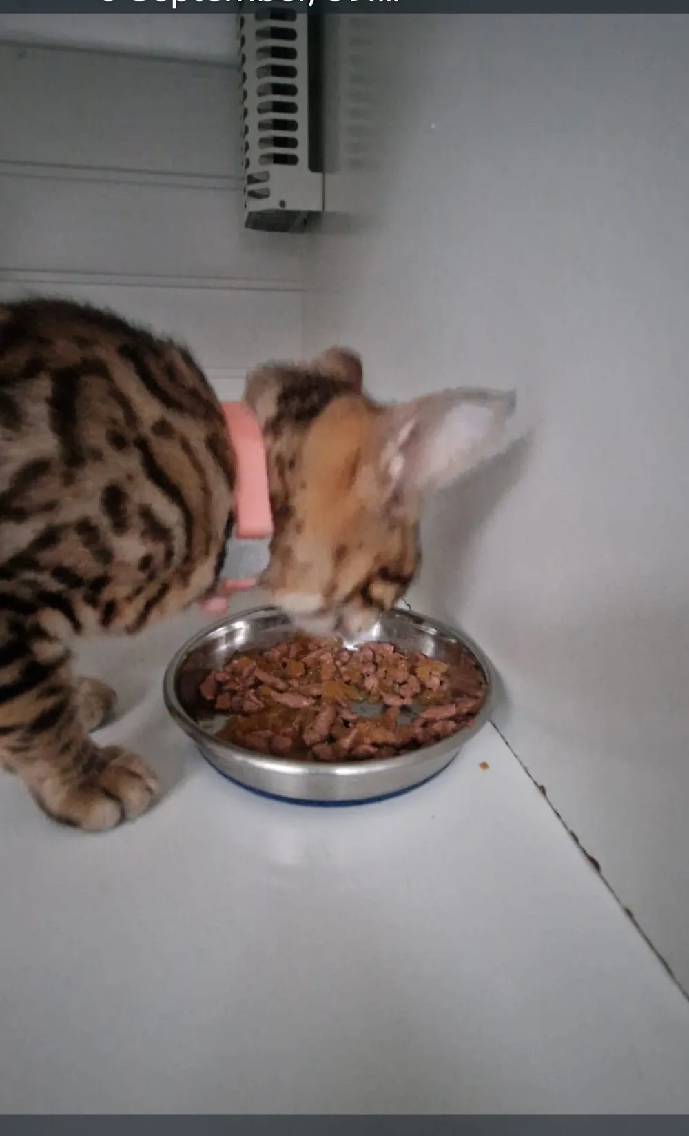 Pype Hayes Cattery - Birmingham pet otel görseli 3