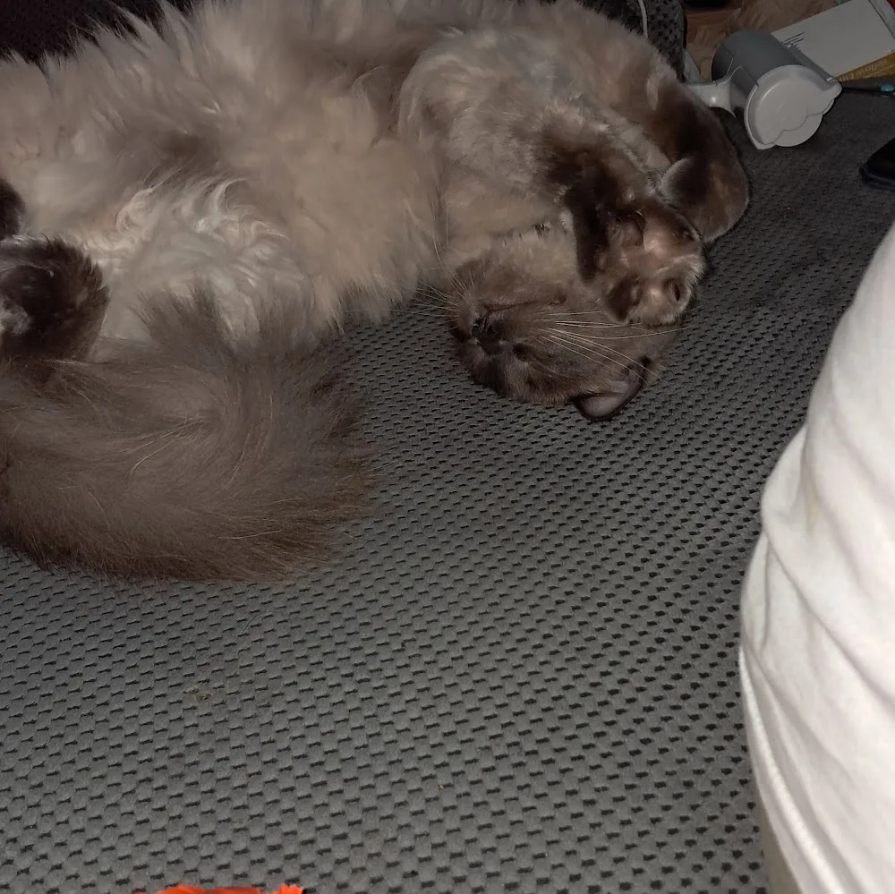 Pype Hayes Cattery - Birmingham pet otel görseli 5