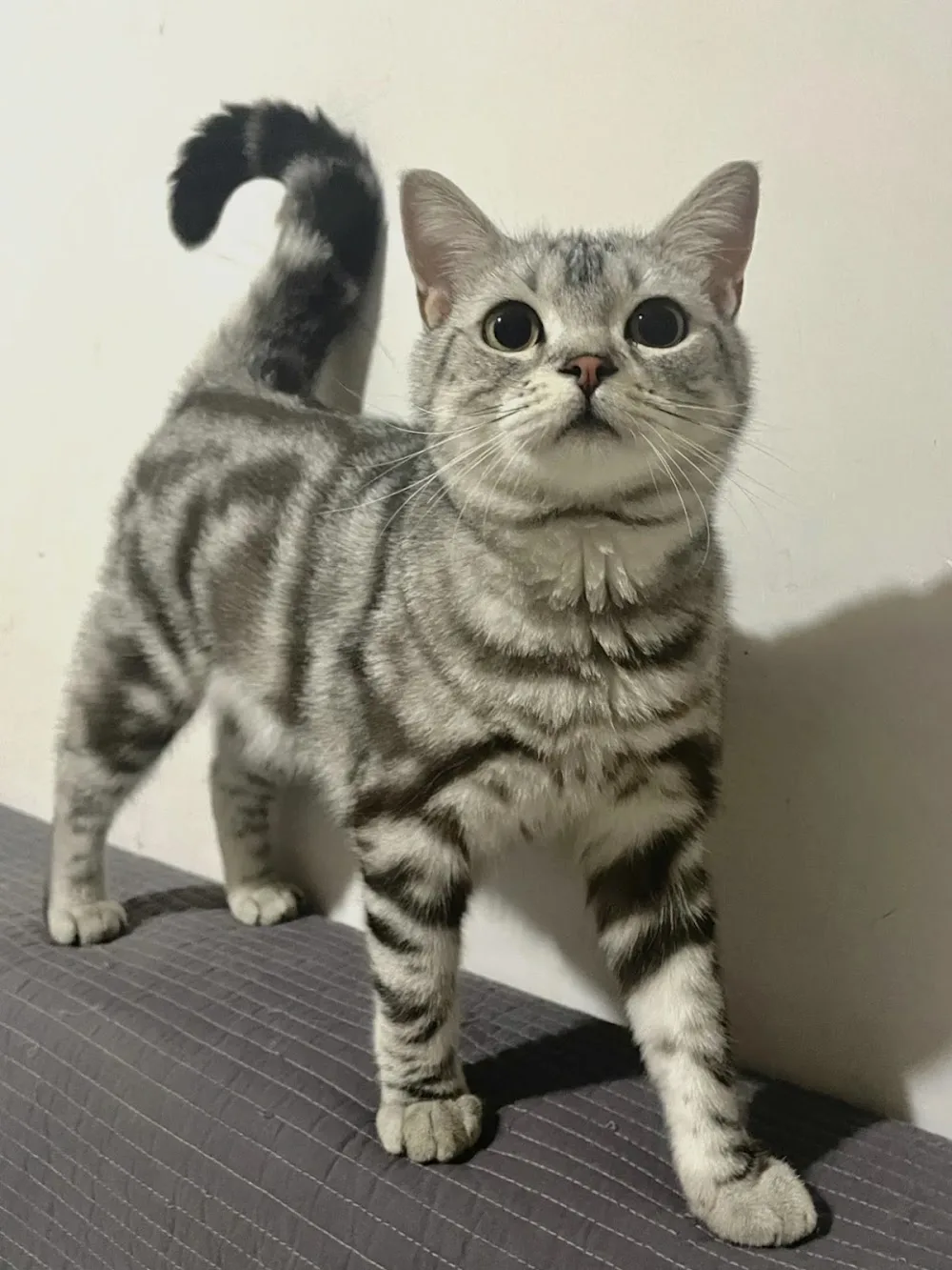 Sweet cattery - Birmingham pet otel