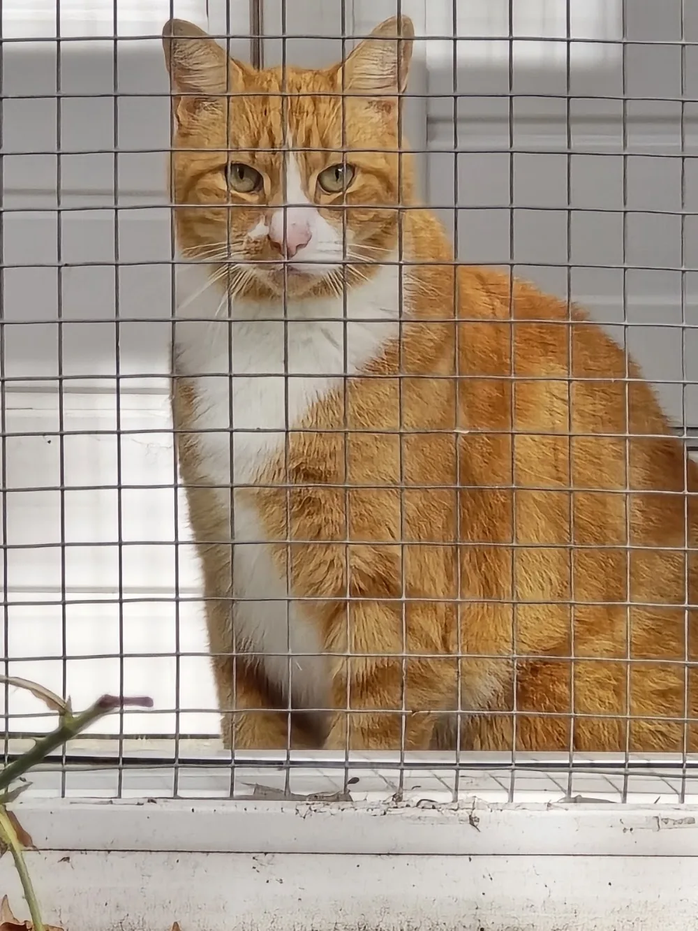 Village Garden Cattery - Birmingham pet otel görseli 3