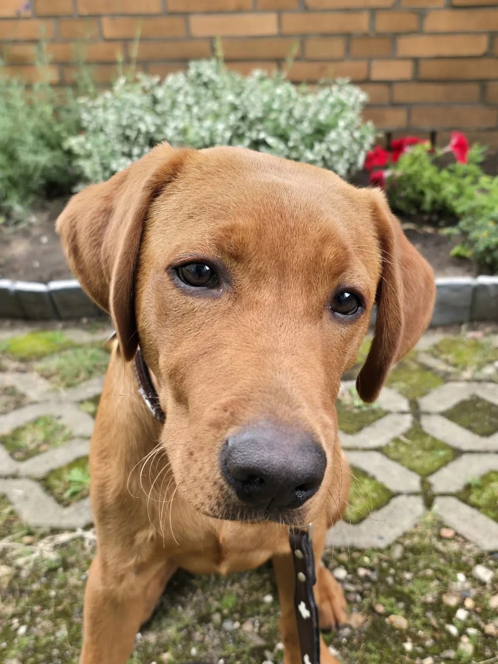 Fifficats Hunde und Katzenpension + Hundefriseur - Bissendorf pet otel görseli 12