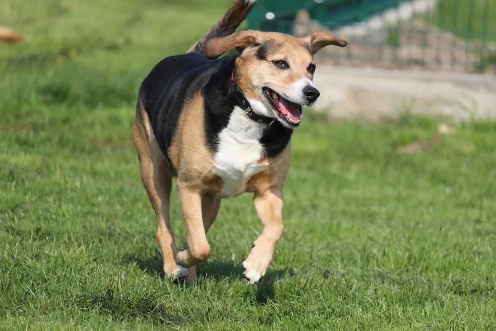 Fifficats Hunde und Katzenpension + Hundefriseur - Bissendorf pet otel görseli 11
