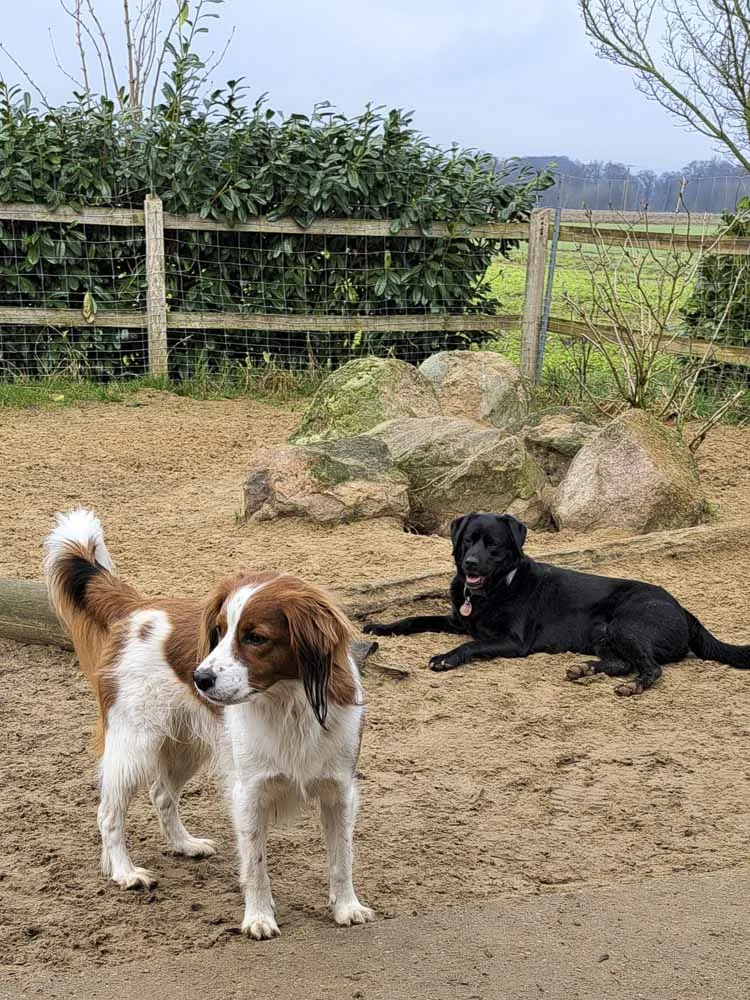 Hof Rinklake Hundeschule & -tagesstätte - Bissendorf pet otel görseli 3