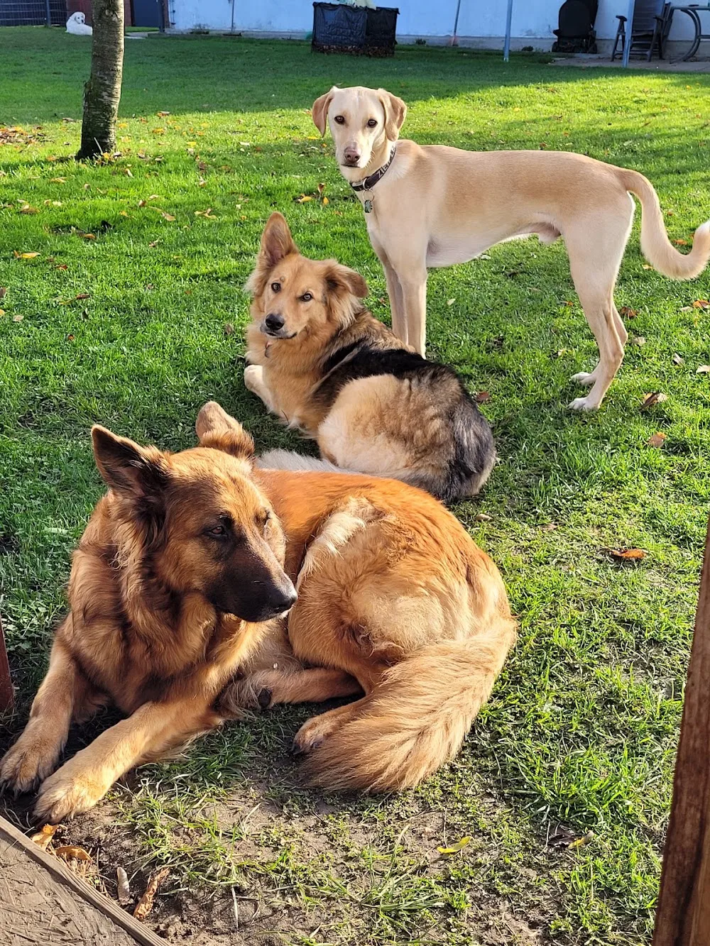 "Hu-Ta", Hundetagesstätte - Bissendorf pet otel görseli 3