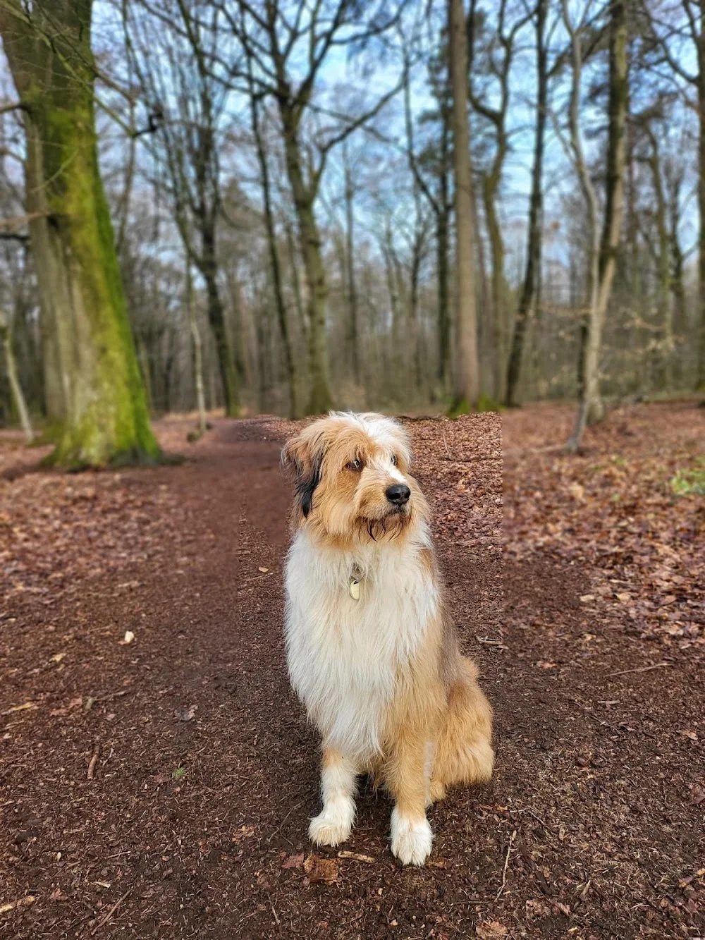 Hundekörbchen Alma Pension & Co. - Bissendorf pet otel görseli 2