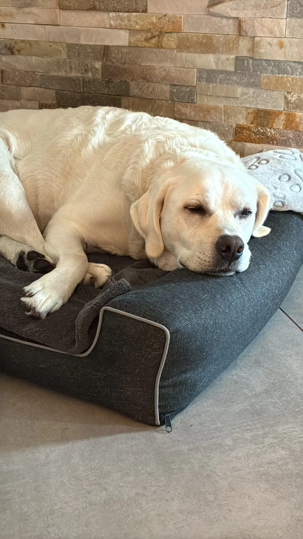 Hundekörbchen Alma Pension & Co. - Bissendorf pet otel görseli 3