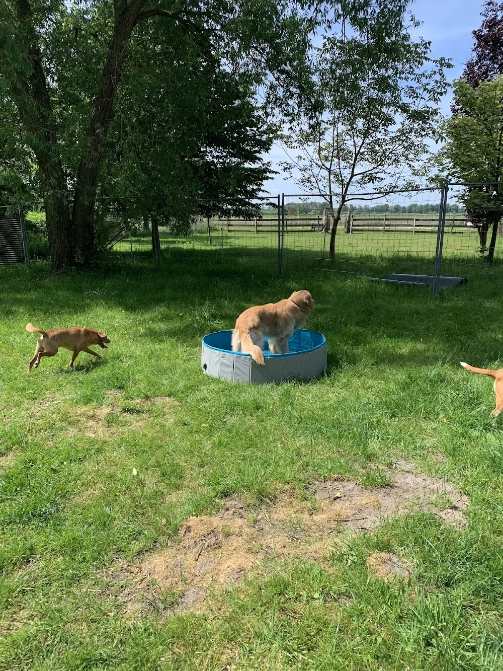 Hundepension Canis Hacienda - Bissendorf pet otel görseli 3
