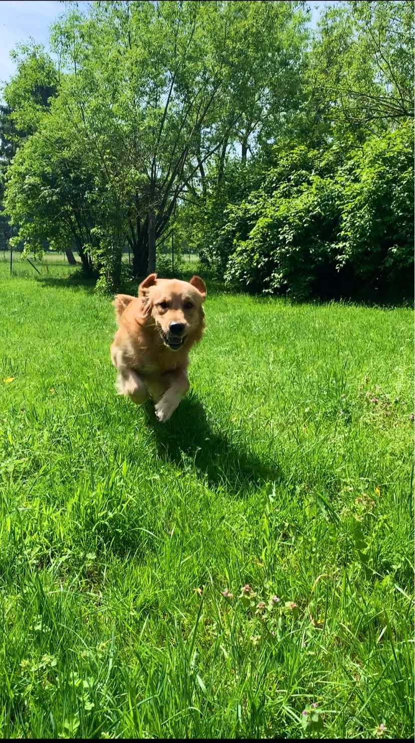 Hundepension Canis Hacienda - Bissendorf pet otel görseli 6