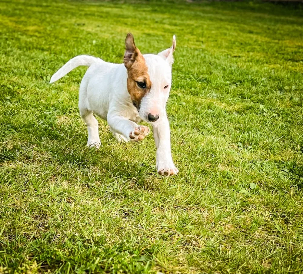 Hundepension Jasmin Osnabrück - Bissendorf pet otel görseli 7