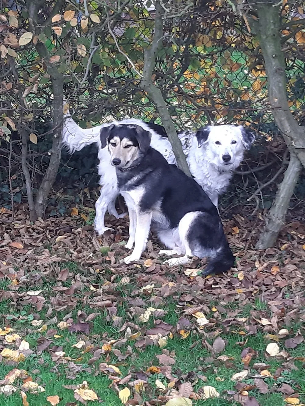 Hundepension und Hundetagesstätte Dirk´s Rudel - Bissendorf pet otel
