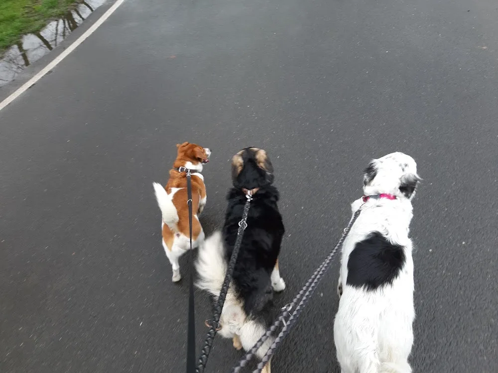 Hundepension und Hundetagesstätte Dirk´s Rudel - Bissendorf pet otel görseli 3